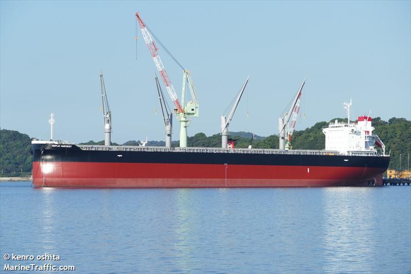 maple harvest (Bulk Carrier) - IMO 9920057, MMSI 352980867, Call Sign 3E3582 under the flag of Panama